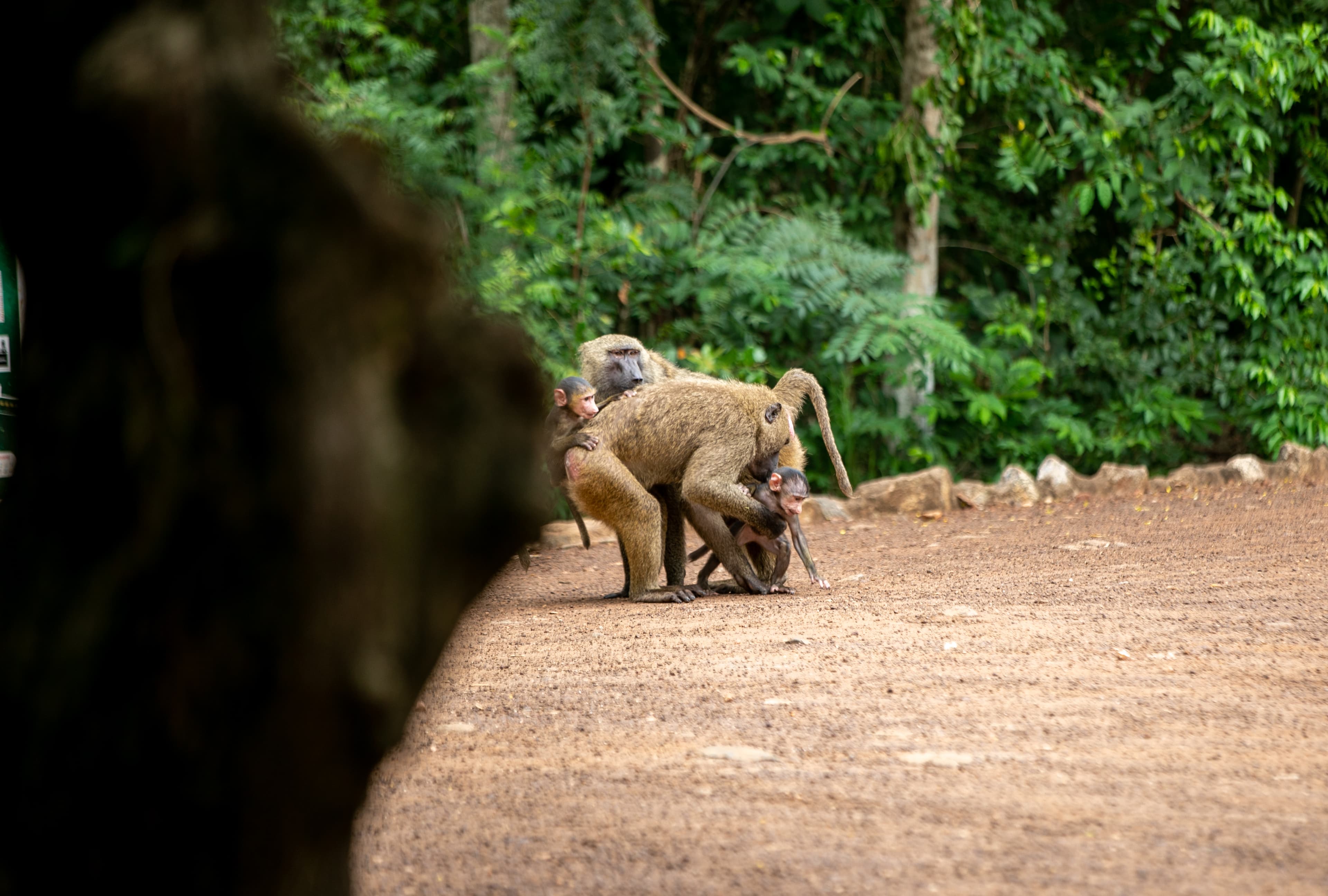 Safari Pass