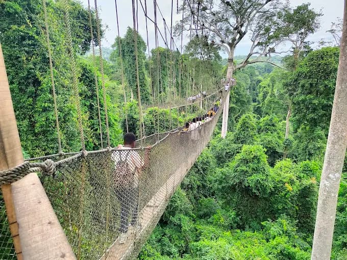 Kakum National Park - Image 5