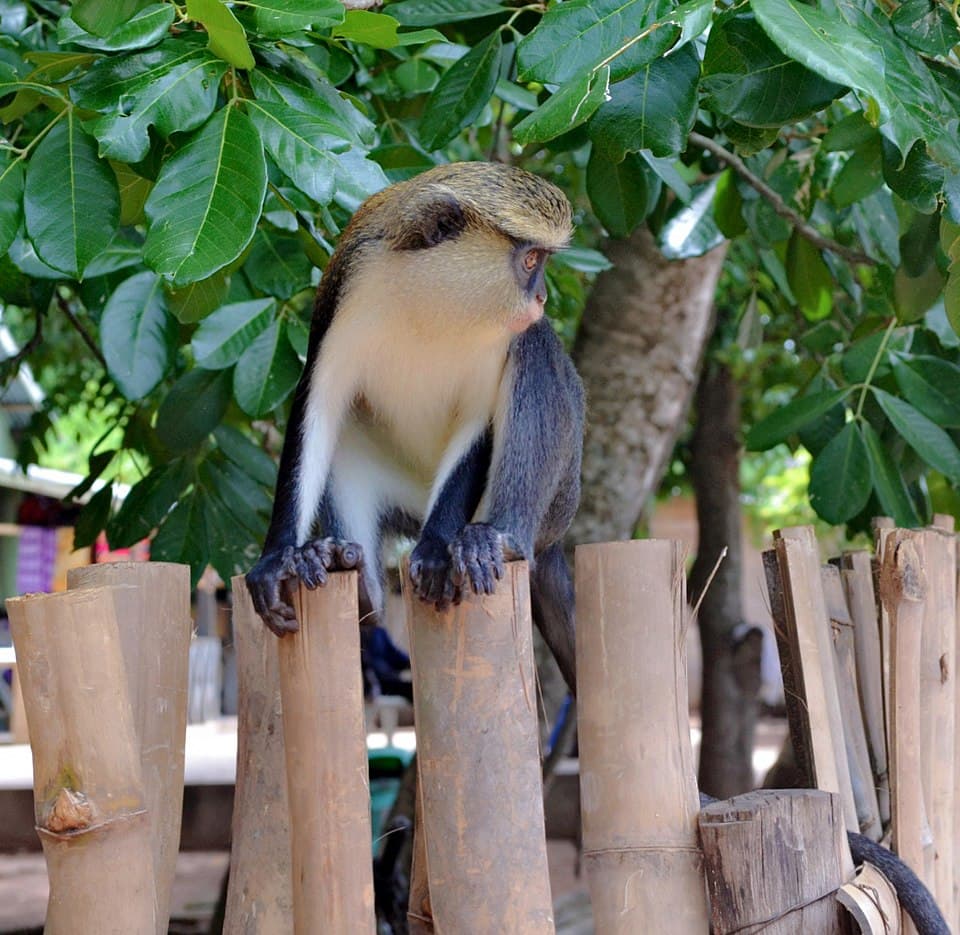 Tafi Atome Monkey Sanctuary