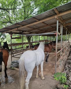 The Green Ranch - Image 4