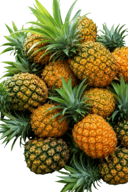  Pineapple