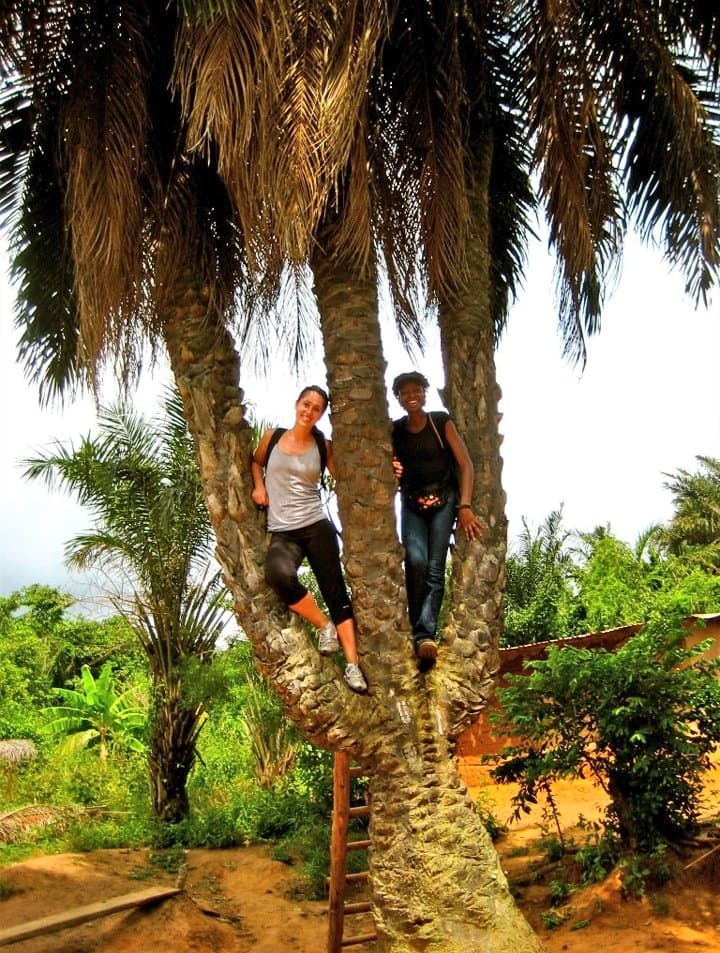 Three Headed Palm Tree - Image 3