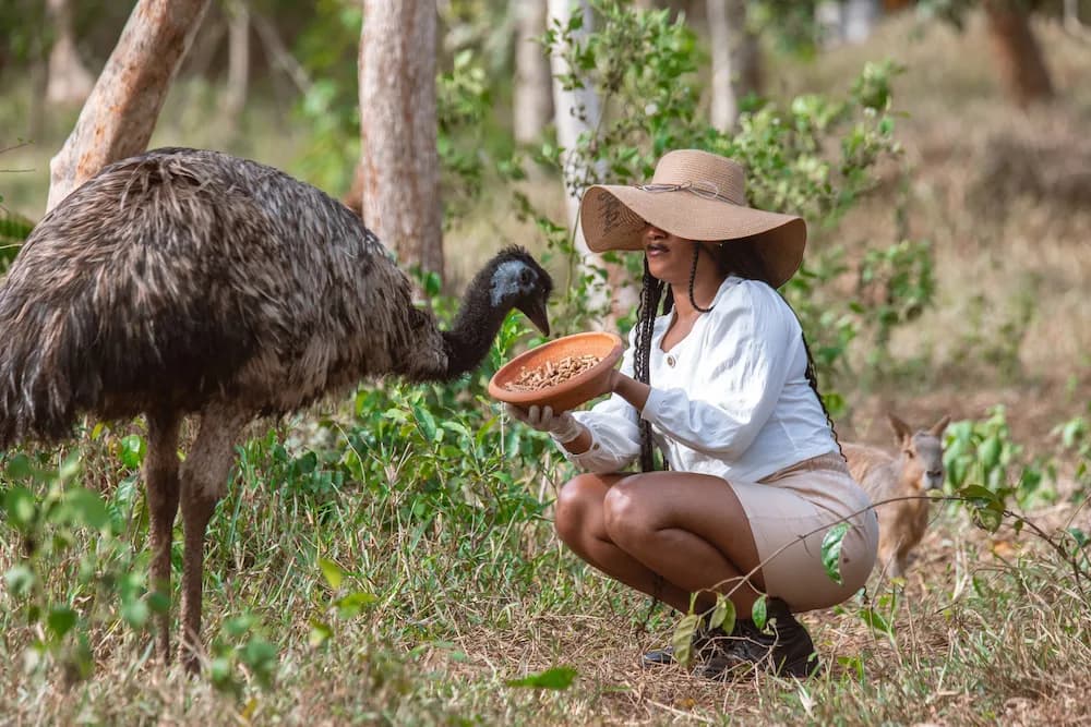 Safari Valley Eco Resort - Image 5