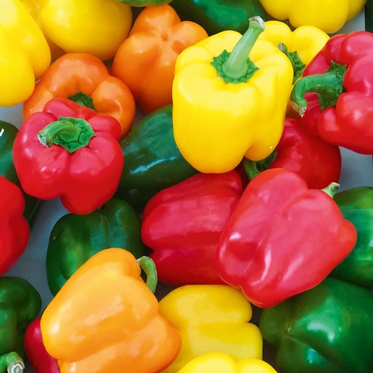 Capsicum 