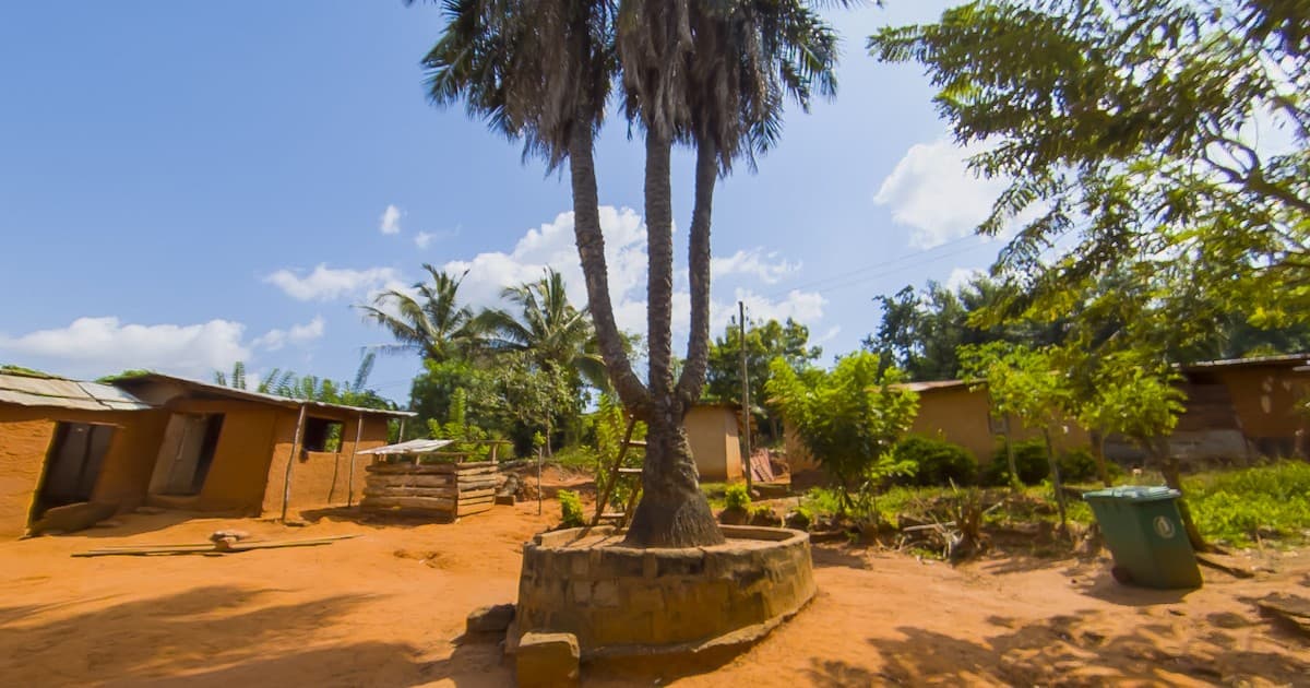 Three Headed Palm Tree