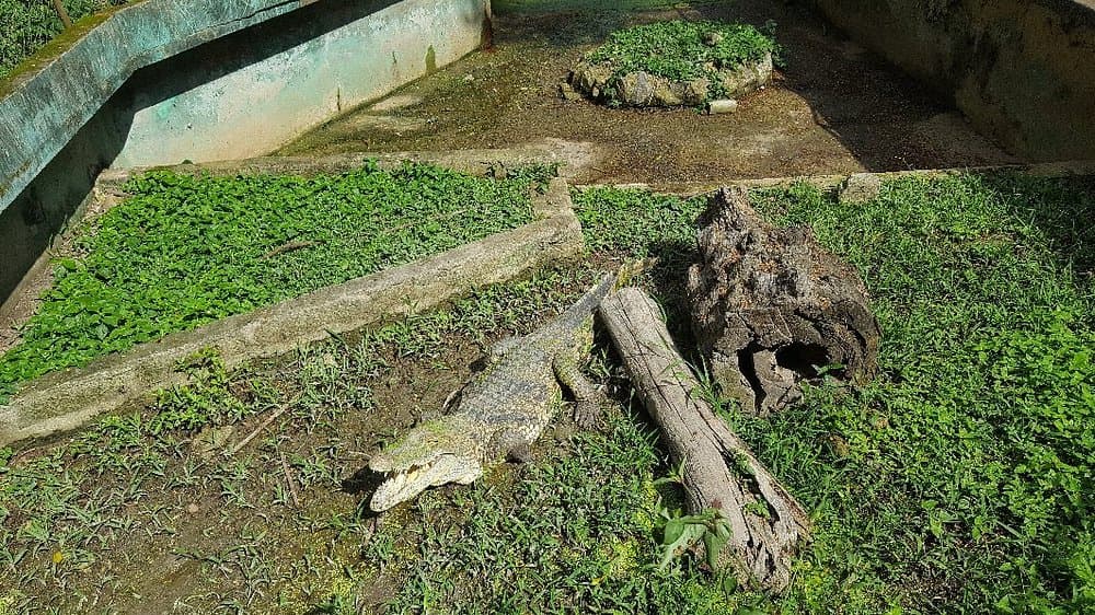 Kumasi Zoological Garden - Image 3