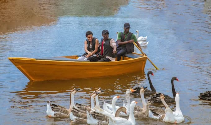 Swimming with Ducks