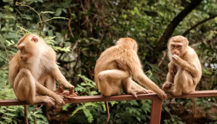 Monkey Hill Beach Resort