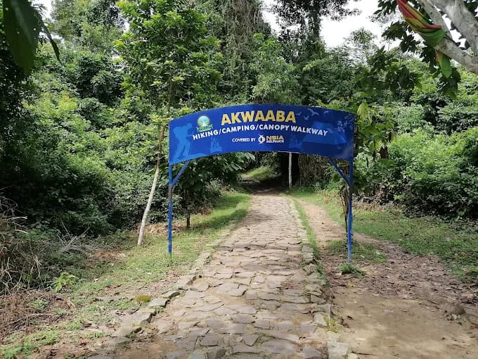 Kakum National Park - Image 3