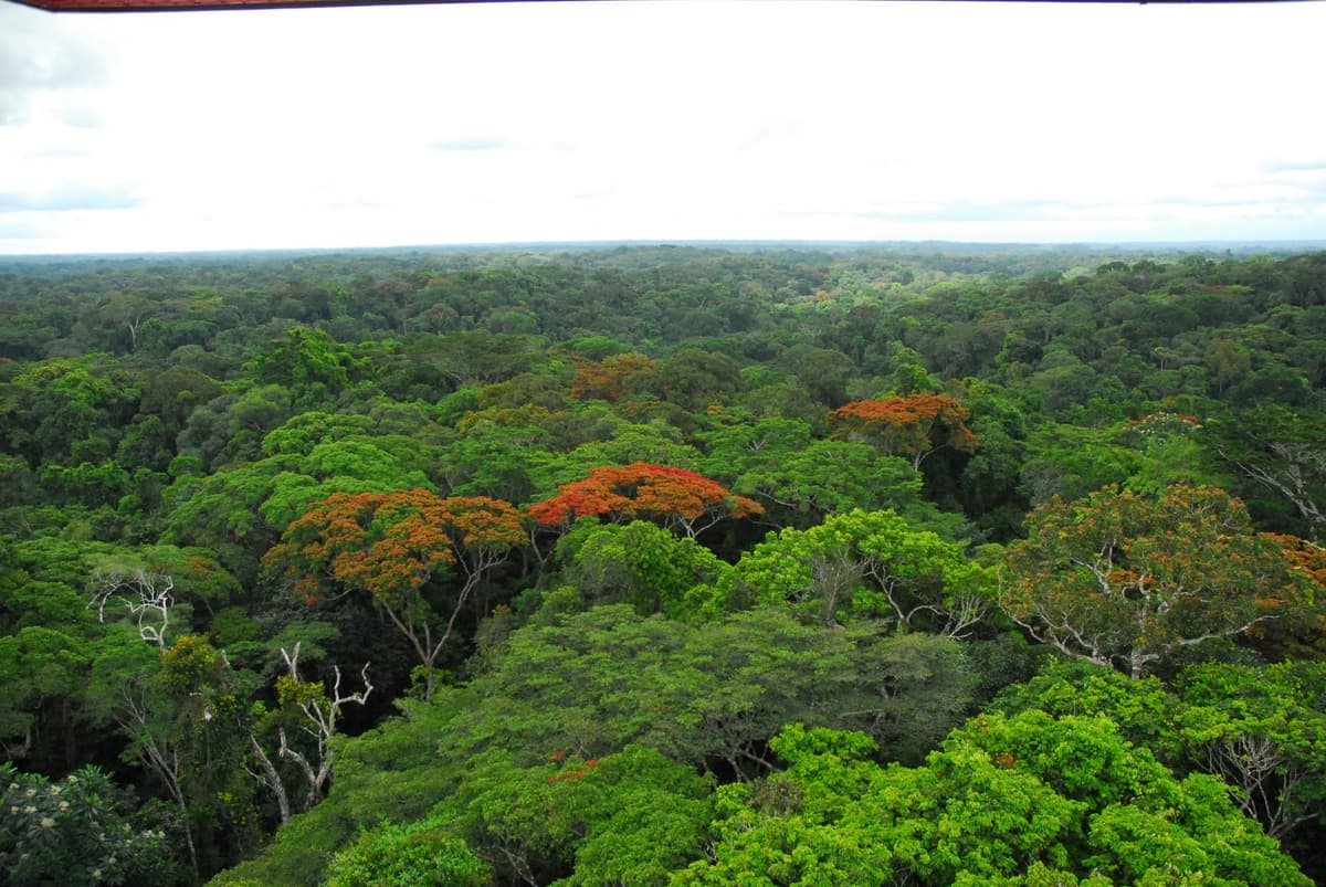 Ankasa Conservation Area 