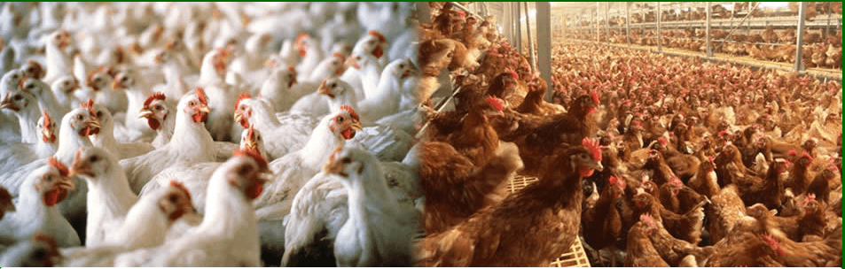 Akate Farms & Trading Co. Ltd.