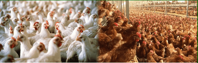 Akate Farms & Trading Co. Ltd.