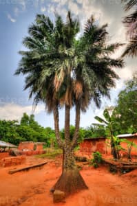 Three Headed Palm Tree - Image 2