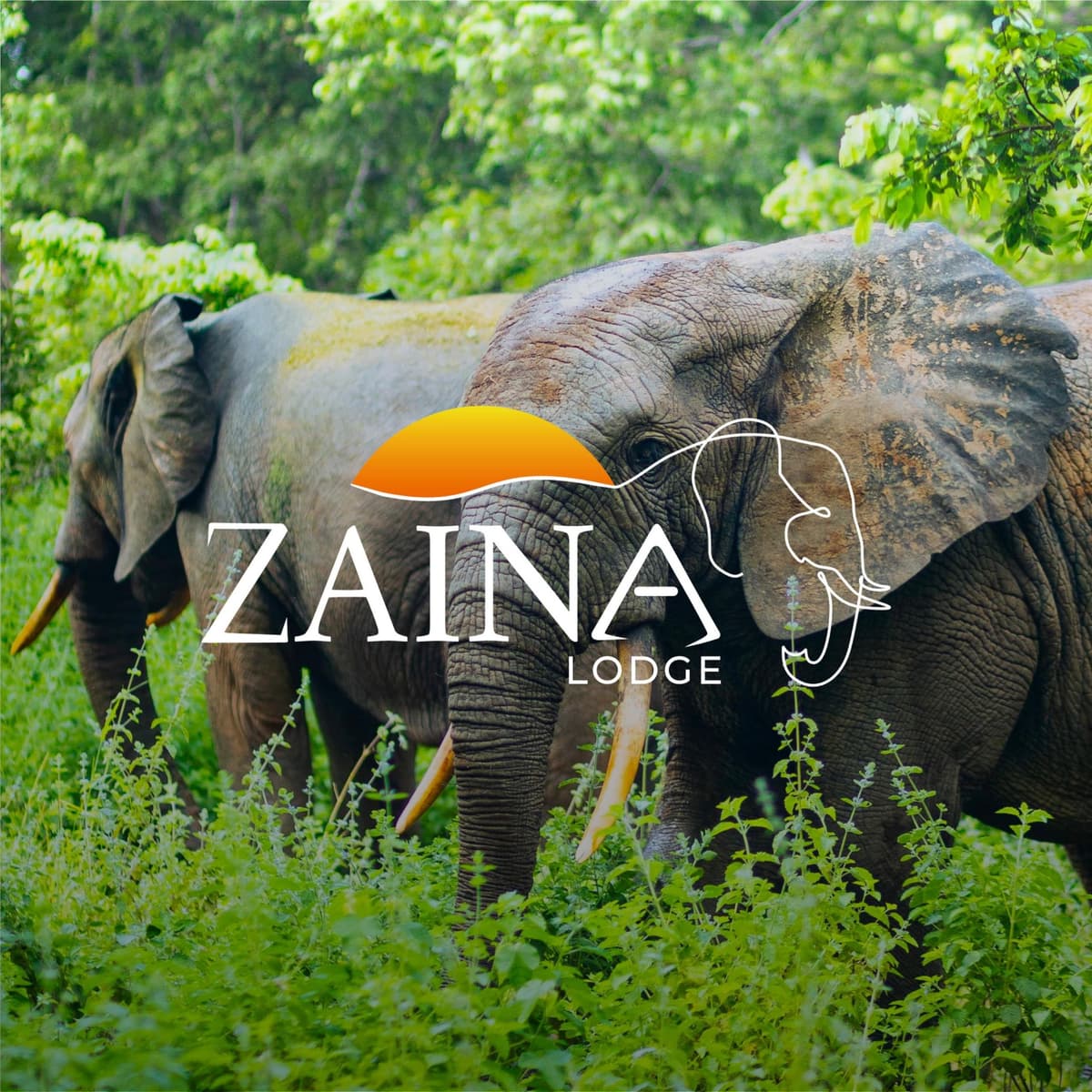 Zaina Lodge