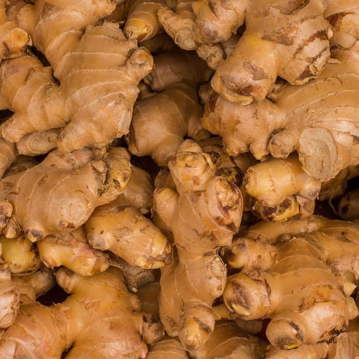 Ginger