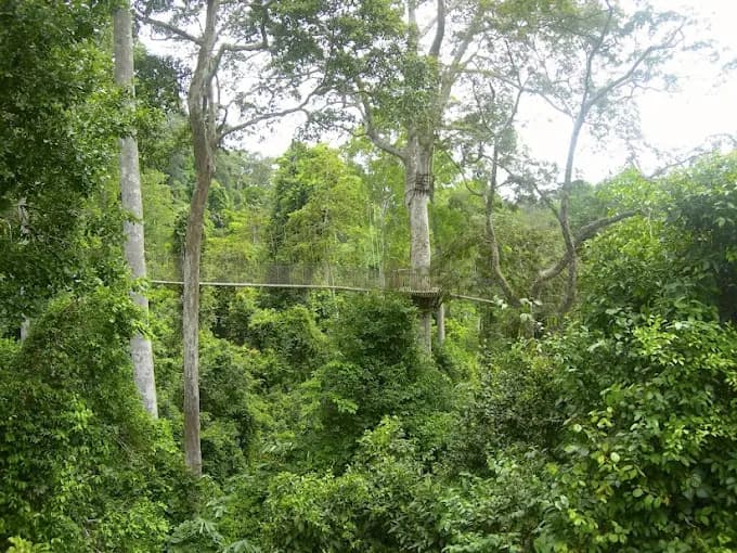 Kakum National Park - Image 2