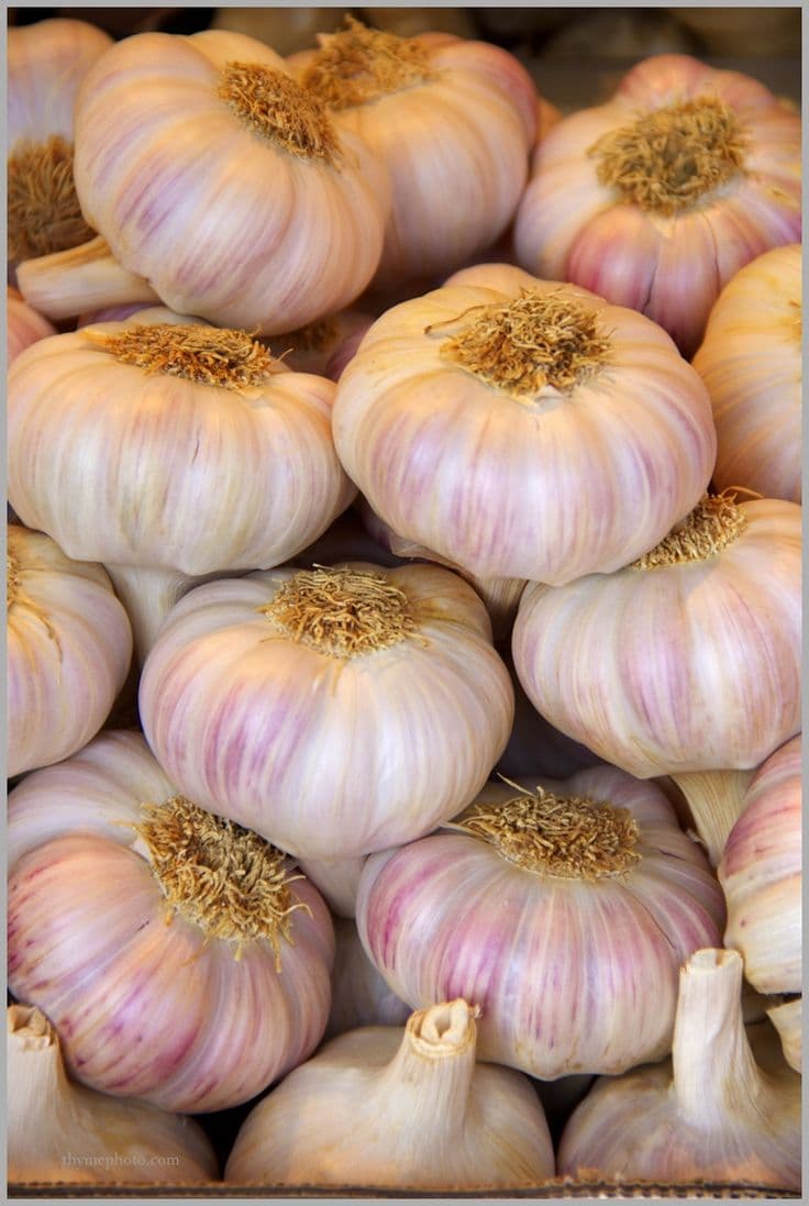 Organic Garlic 