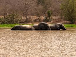 Mole National Park